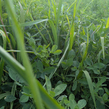 PSG Alfalfa Based Pasture Mix