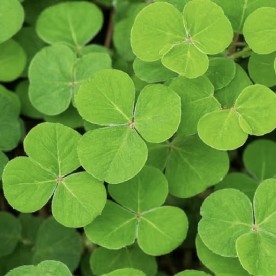 Ladino Clover - Marco Polo 34%