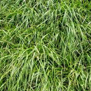 Perennial Rye Grass - Amazon