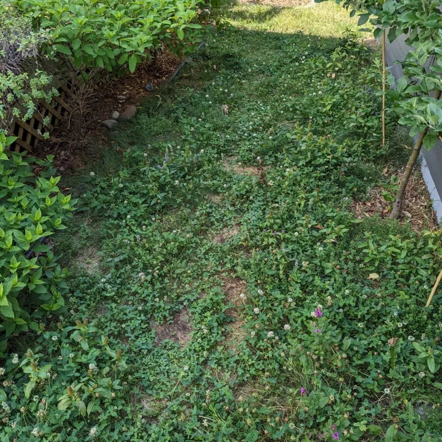 PSG Bee Lawn Shady