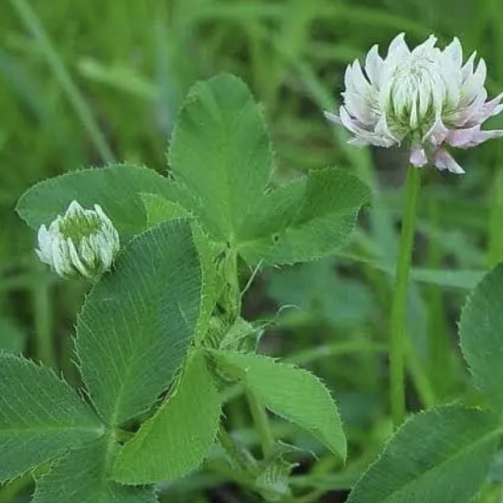 Alsike Clover - VNS-34%