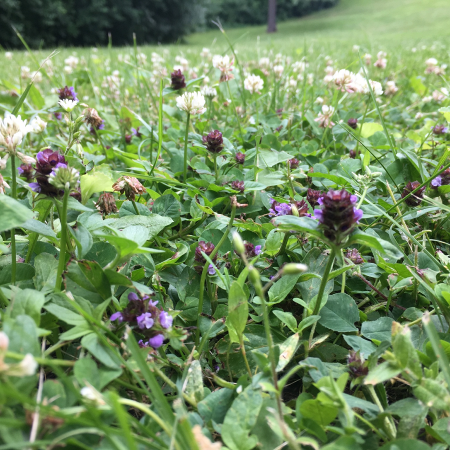 PSG Bee Lawn Seed Mix