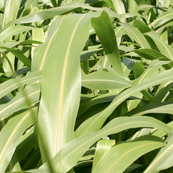 Sorghum - Photo 400 BMR