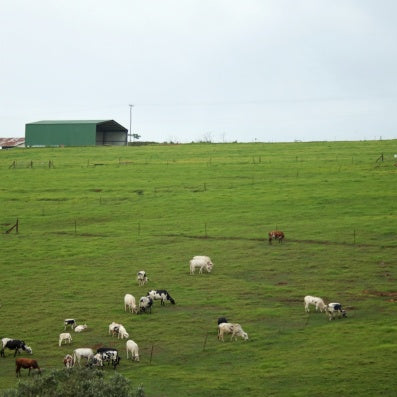 PSG Renew Pasture Mix