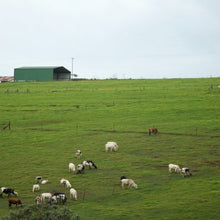 PSG Renew Pasture Mix