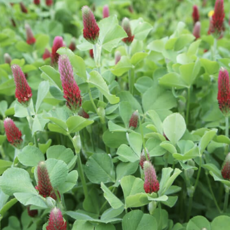Crimson Clover - Dixie Raw