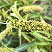 Millet - White Pros
