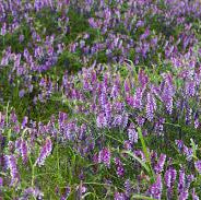 Hairy Vetch - VNS
