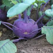Kohlrabi - Purple Vier