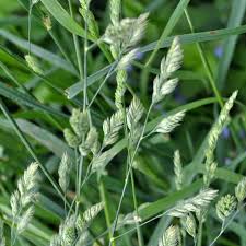 Orchard Grass - VNS