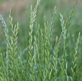 Perennial Rye Grass - Tetragain