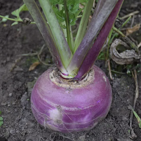 Turnip - Purple Top