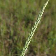Slender Wheat Grass - VNS