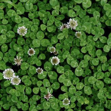 White Clover - VNS 34%