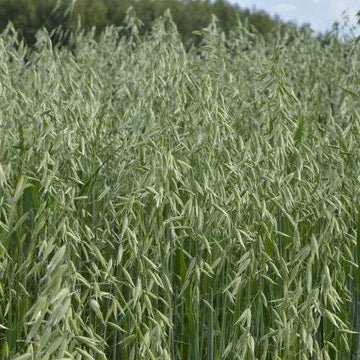 Oats - Winter
