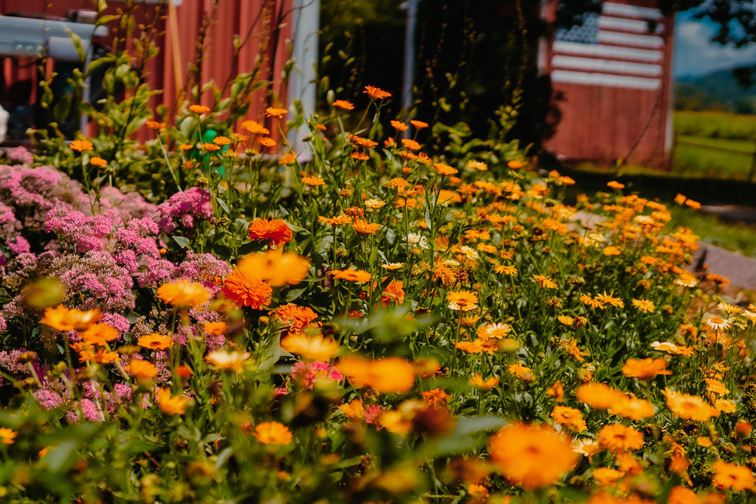 How to Start a Pollinator Garden in the Midwest