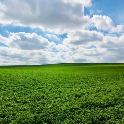 alfalfa field with clouds in sky