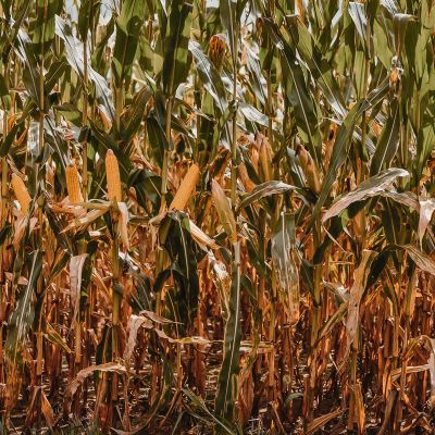 corn field in the fall