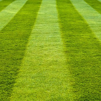 blades of grass in a yard