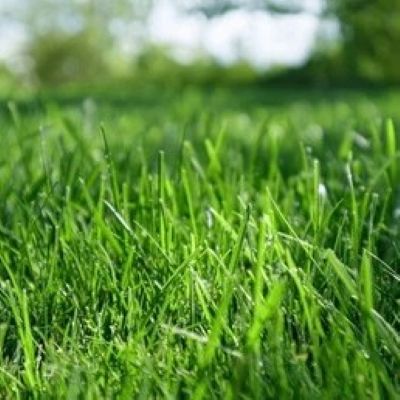blades of grass in a yard