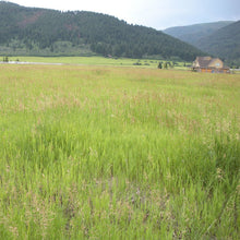 PSG Vice Pasture Mix