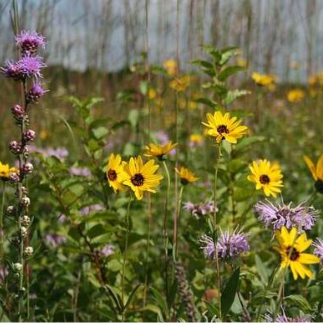 Native Bee and Butterfly Mix - Wildflowers Only