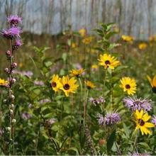 Native Bee and Butterfly Mix - Wildflowers Only