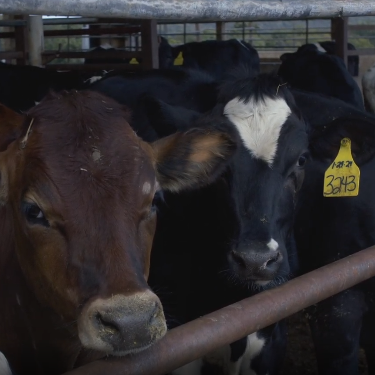 PSG Beef Pasture Mix