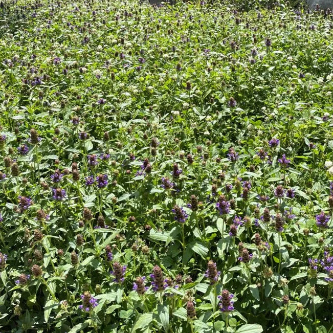 PSG Bee Lawn Deluxe Flowers Only