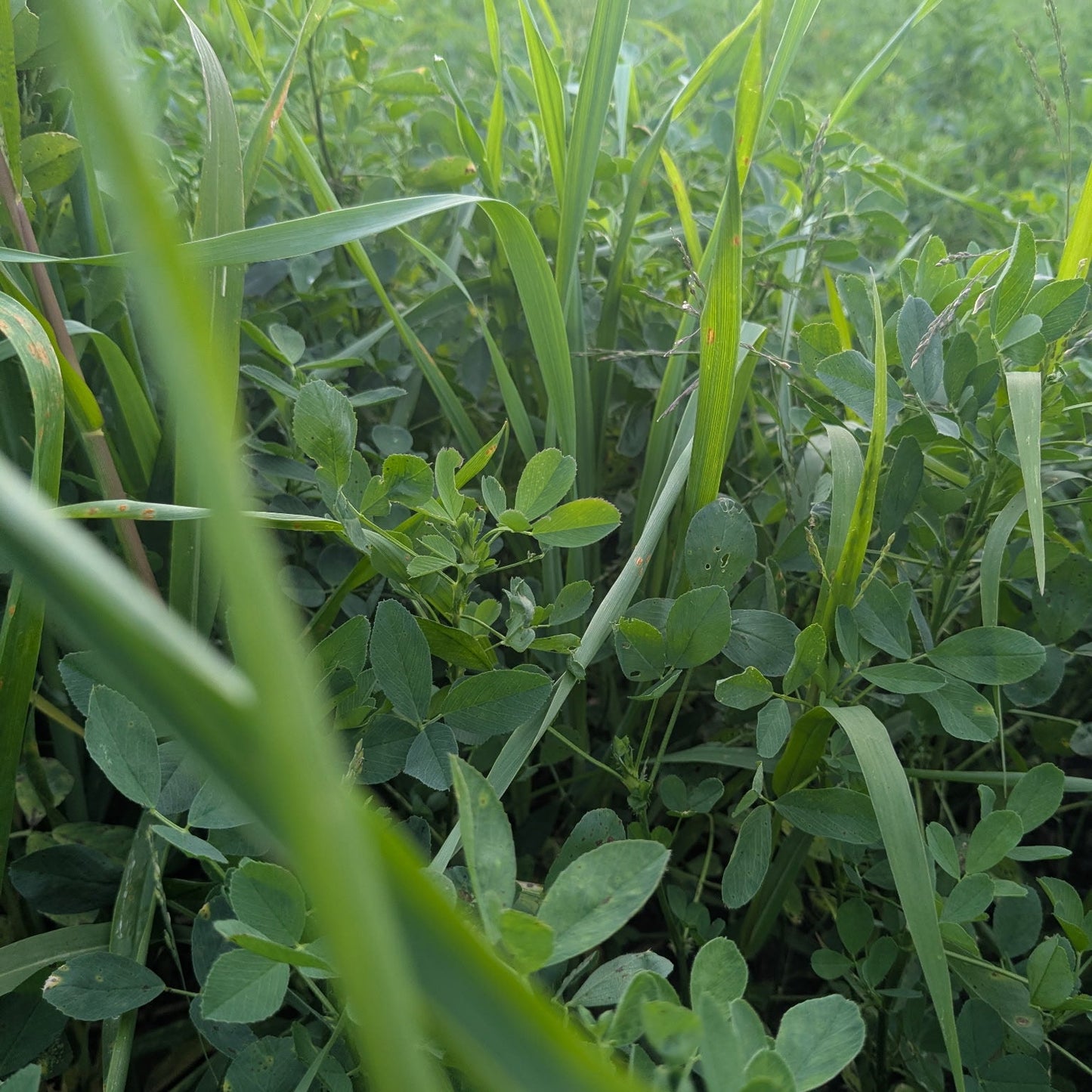 PSG Alfalfa Based Pasture Mix