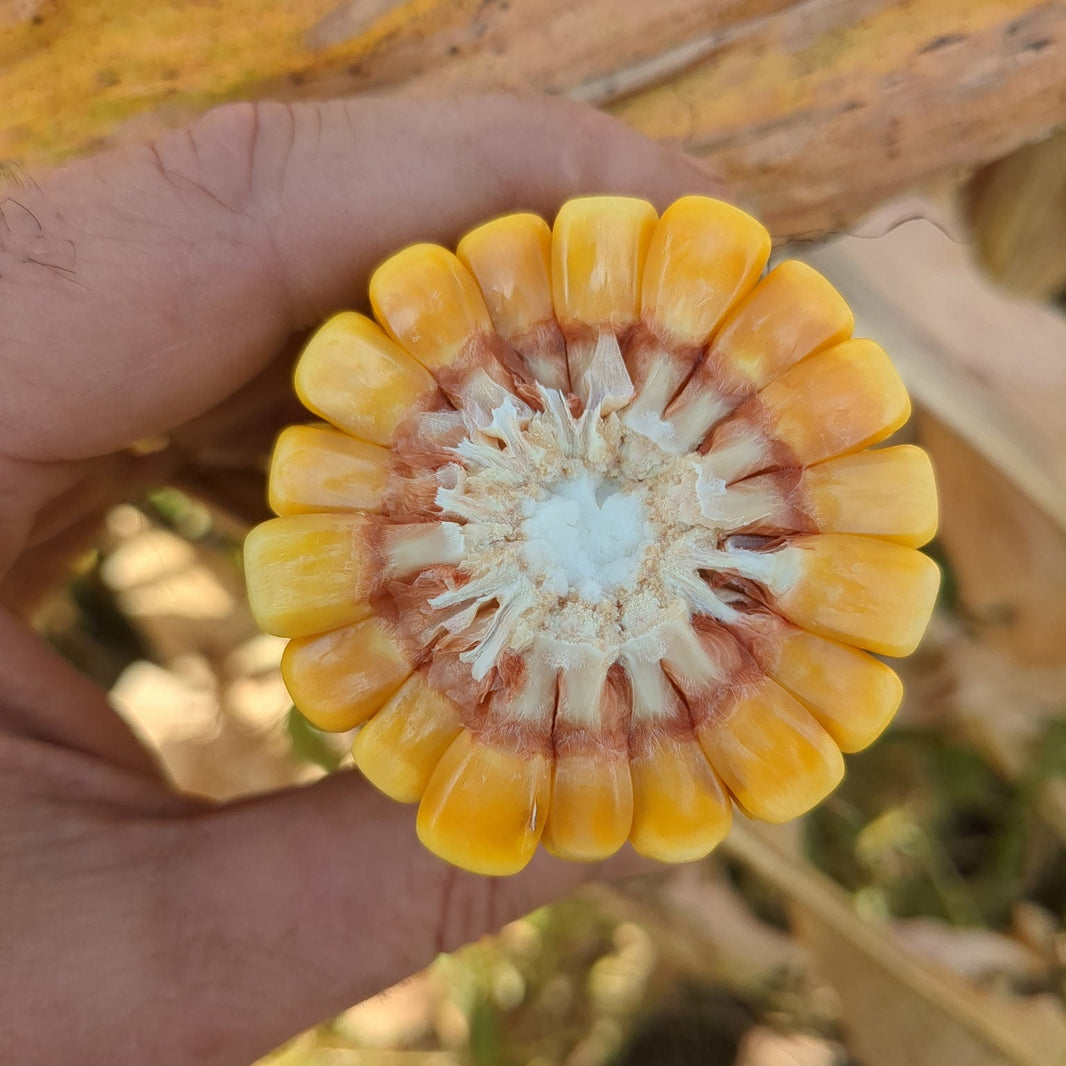 Corn – Premium Seed Genetics