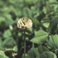 Ladino Clover - VNS Raw