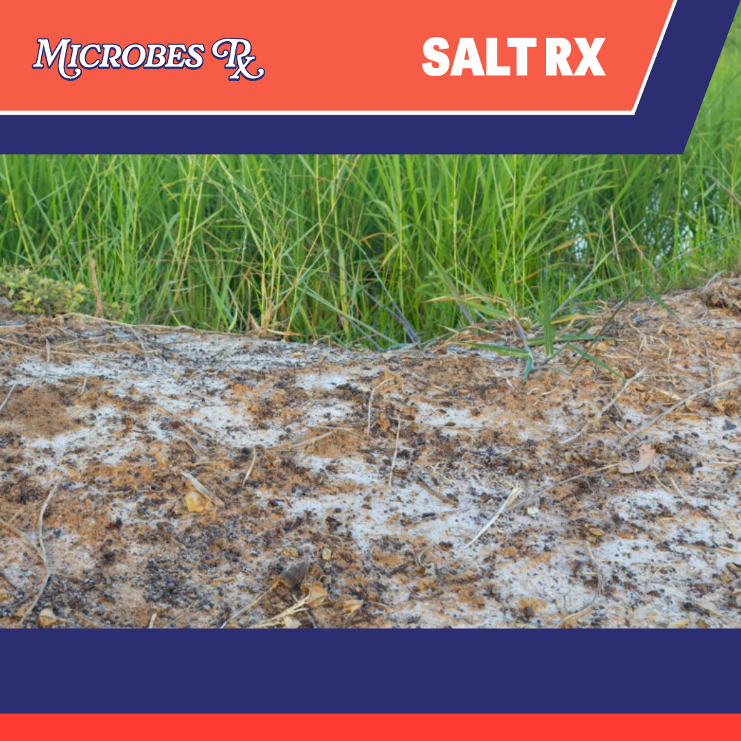 Salt Rx – Premium Seed Genetics