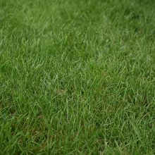 PSG Pasture All Grass Mix
