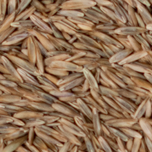 PSG Tall Fescue Athletic