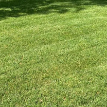 PSG Tuff Turf Lawn