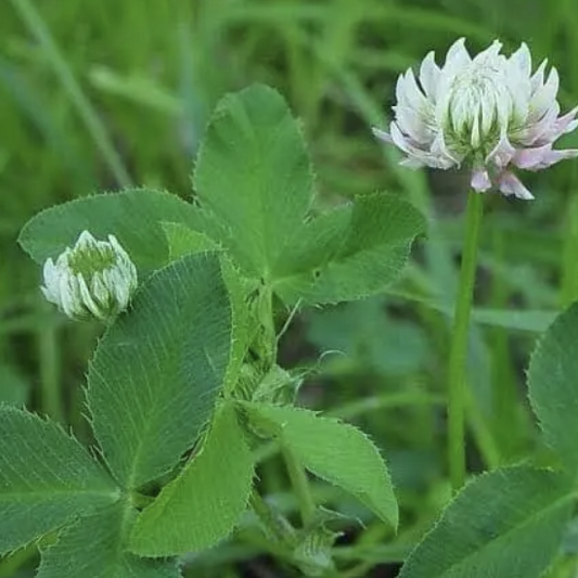 Alsike Clover - VNS-34%