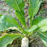 Radish - Badger