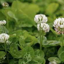 Balansa Clover - Boost Balansa 34%