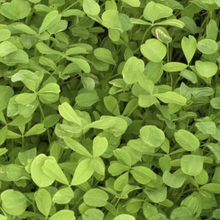 Berseem Clover - Balady 34%