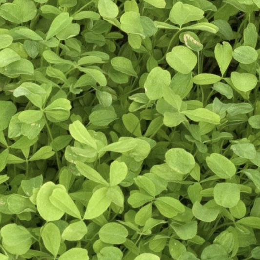 Berseem Clover - Balady 34%