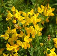 Birdsfoot Trefoil - Named