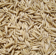 Certified Badger Oats