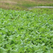 Brassica - Winfred