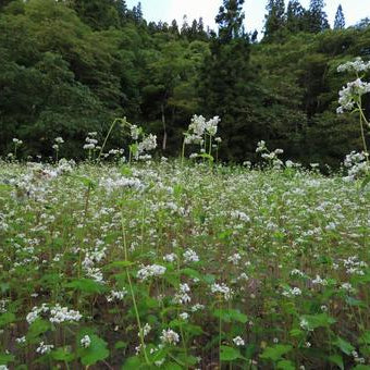 Buckwheat - Mancan