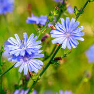 Chicory - Caliber