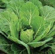 Collards - Impact