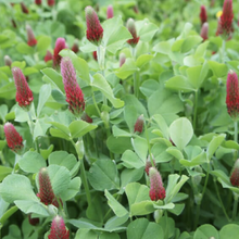Crimson Clover - Dixie Raw