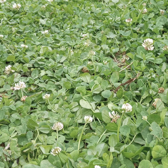 White Clover - Dutch Raw