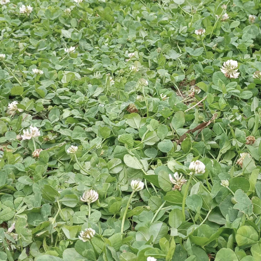 White Clover - Dutch Raw